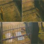 Trei vulpi au pătruns sâmbătă dimineață în curtea Muzeului Național de Istorie Naturală „Grigore Antipa”, situat în Piața Victoriei.