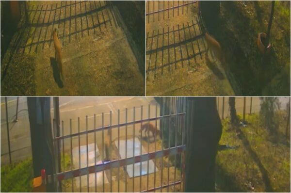 Trei vulpi au pătruns sâmbătă dimineață în curtea Muzeului Național de Istorie Naturală „Grigore Antipa”, situat în Piața Victoriei.