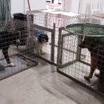 ASPA | Intervenții în lanț: zeci de câini abandonați, preluați din mai multe sectoare