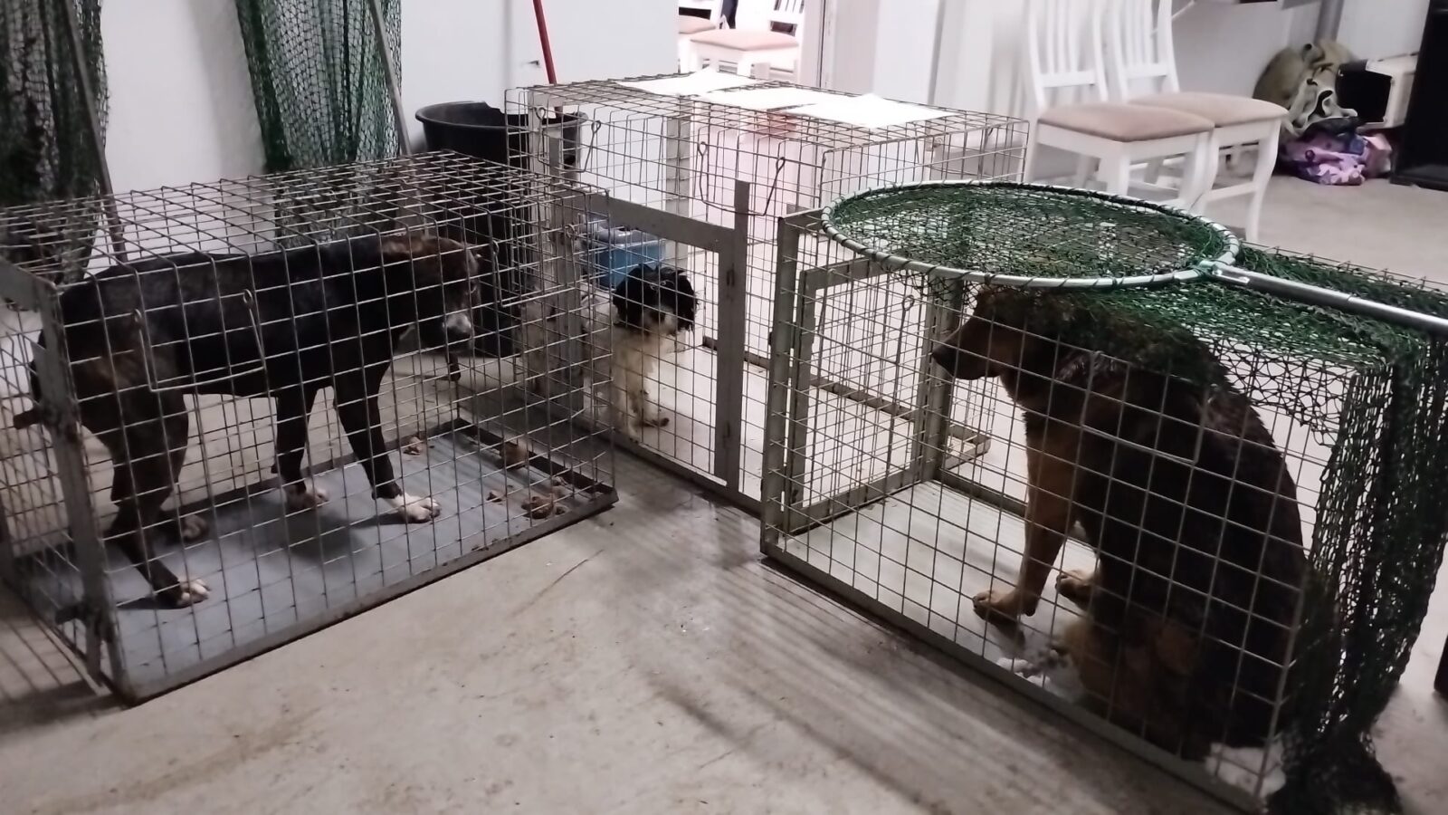 ASPA | Intervenții în lanț: zeci de câini abandonați, preluați din mai multe sectoare