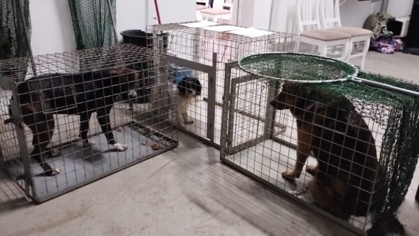 ASPA | Intervenții în lanț: zeci de câini abandonați, preluați din mai multe sectoare