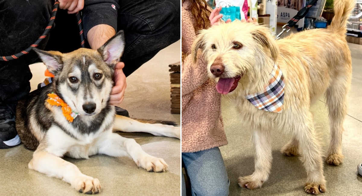 ASPA următorul târg de adopții