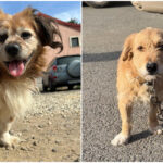 Amenzi pentru bucureștenii care nu sterilizează câinii de rasă comună