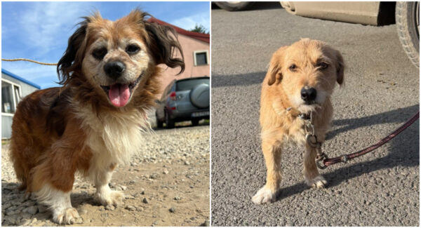 Amenzi pentru bucureștenii care nu sterilizează câinii de rasă comună