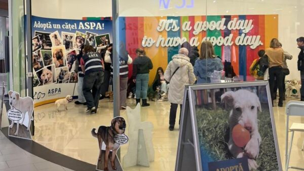 Căței adoptați primul târg de adopții ASPA