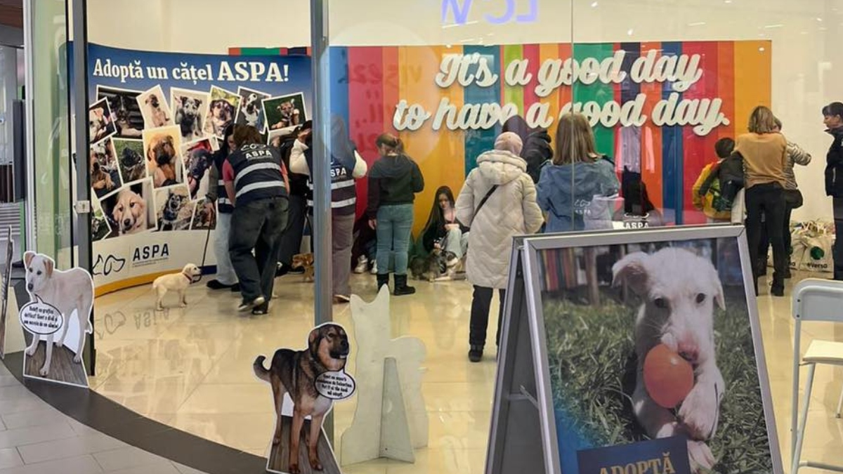 Căței adoptați primul târg de adopții ASPA