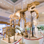 Intrare gratuită la Muzeul Antipa, pentru femei, de Mărțișor | FOTO: Muzeul Antipa (Felix Vâjiac)