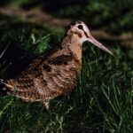 Plimbare ornitologică gratuită în Parcul Tineretului, în weekend
