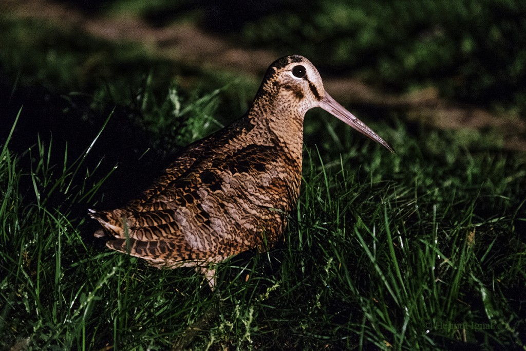 Plimbare ornitologică gratuită în Parcul Tineretului, în weekend
