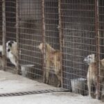 Primarul din Bragadiru susține că nu știa de eutanasierea câinilor de la Vetmedan, menționată în contract