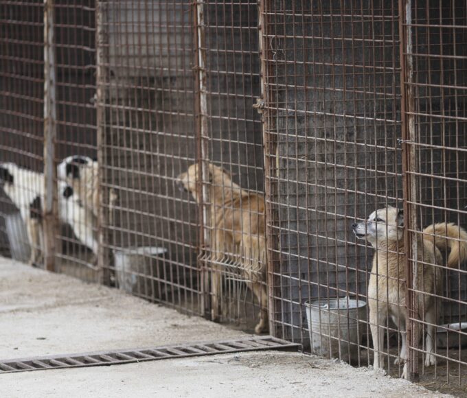 Primarul din Bragadiru susține că nu știa de eutanasierea câinilor de la Vetmedan, menționată în contract