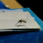 Tratamente împotriva țânțarilor în Voluntari. Proiectul „Ilfov fără țânțari” se votează în ședința Consiliului Local