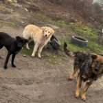 Sterilizări și microcipări gratuite pentru câinii cu stăpân din Ilfov. Care este programul