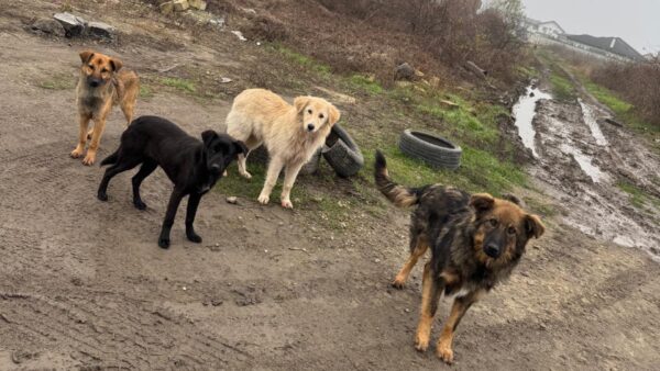 Sterilizări și microcipări gratuite pentru câinii cu stăpân din Ilfov. Care este programul