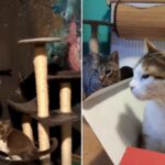 Târg caritabil adopții de pisici la Miau Cafe