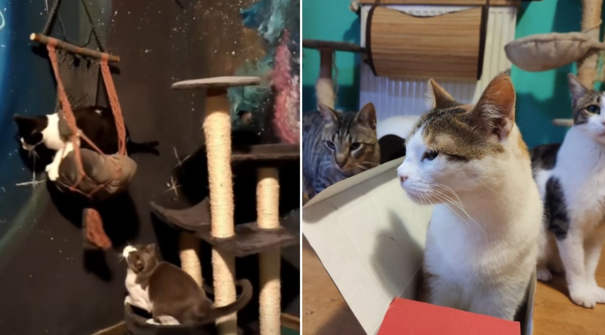 Târg caritabil adopții de pisici la Miau Cafe