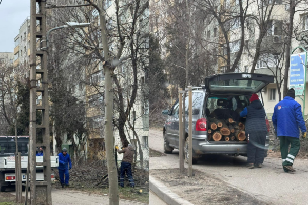 De ce se taie copaci pe Bulevardul Basarabia. Explicațiile Primăriei Sectorului 2