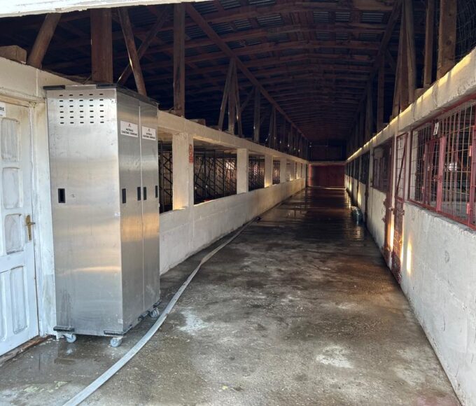 Primăria Grădiștea confirmă „iadul câinilor” de la Vrancea