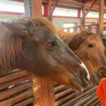 Primăria Capitalei cumpără lucernă