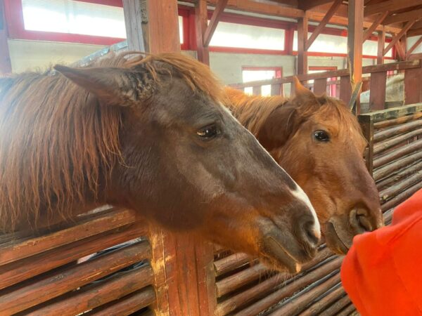 Primăria Capitalei cumpără lucernă