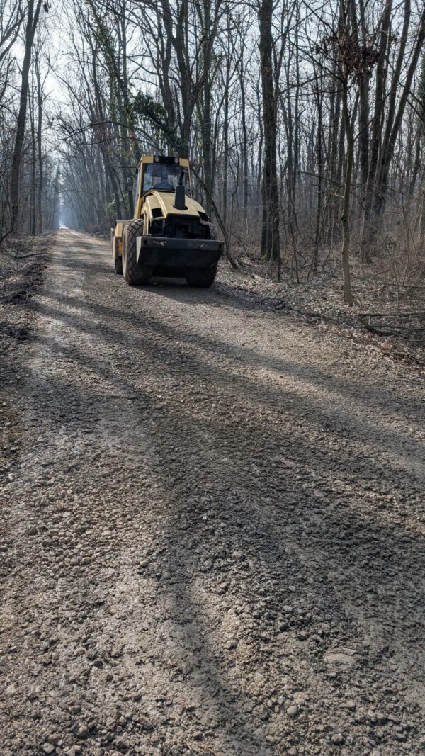 drumul prin pădurea Băneasa