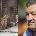 Primarul din Bragadiru susține că nu știa de eutanasierea câinilor de la Vetmedan, menționată în contract. Foto: Inquam Photos / Octav Ganea
