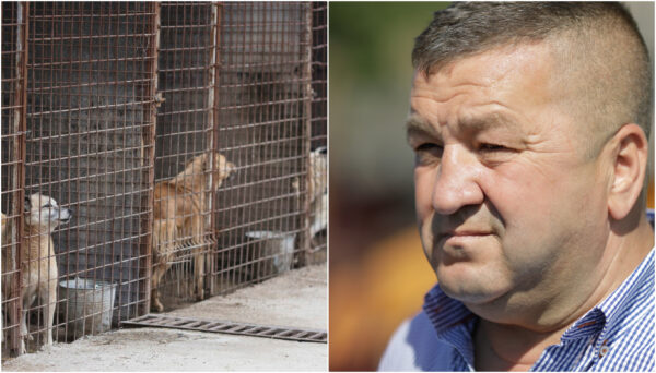 Primarul din Bragadiru susține că nu știa de eutanasierea câinilor de la Vetmedan, menționată în contract. Foto: Inquam Photos / Octav Ganea