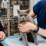 Sterilizare gratuită pentru pisicile din Ilfov. Există 300 de locuri disponibile în cadrul campaniei