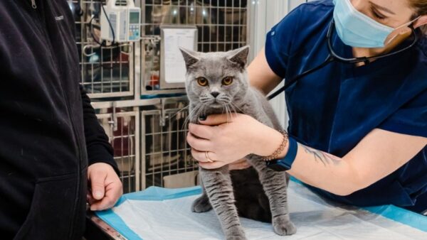 Sterilizare gratuită pentru pisicile din Ilfov. Există 300 de locuri disponibile în cadrul campaniei