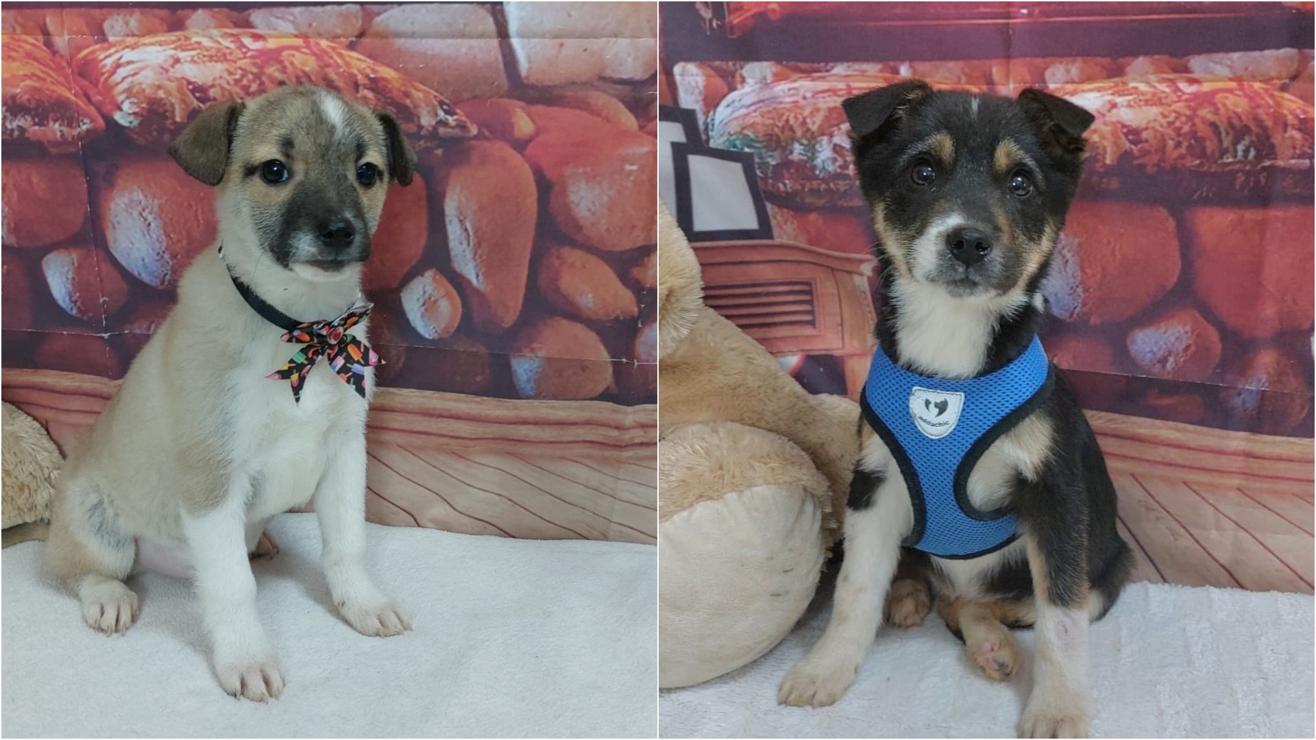 Primul târg de adopții ASPA din 2026: Câini deparazitați și microcipați te așteaptă!