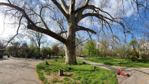 Cererile pentru toaletarea sau defrișarea copacilor din București se pot depune online. PMB a lansat o platformă dedicată