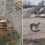 ASPA 61 de câini preluați din toate sectoarele