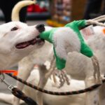 ASPA București eveniment dedicat adopțiilor