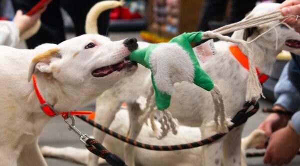 ASPA București eveniment dedicat adopțiilor