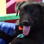 ASPA primul târg de adopții în aer liber