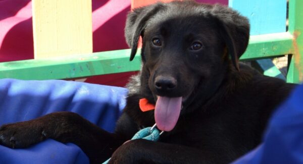 ASPA primul târg de adopții în aer liber