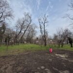 Baza Sportivă Cireșarii ar putea fi reîmpădurită. Proiect de parteneriat, pentru obținerea unui grant de 15.000 de euro