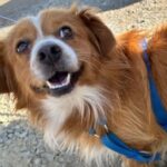 Campanii de sterilizare pentru câinii cu deținător