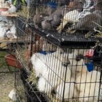 Control târgul din Voluntari comerț ilegal de animale