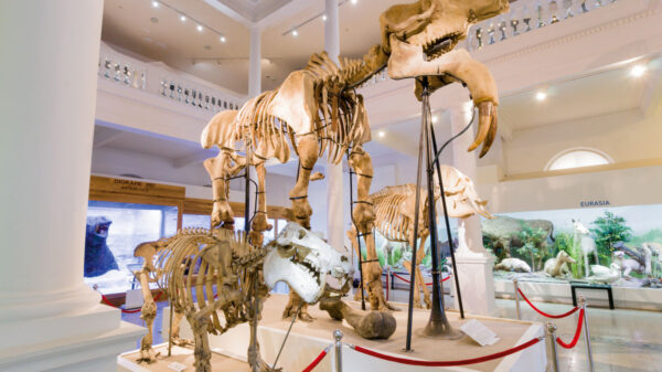 Muzeul Antipa trece la programul de vară începând cu 1 aprilie | FOTO: Muzeul Antipa