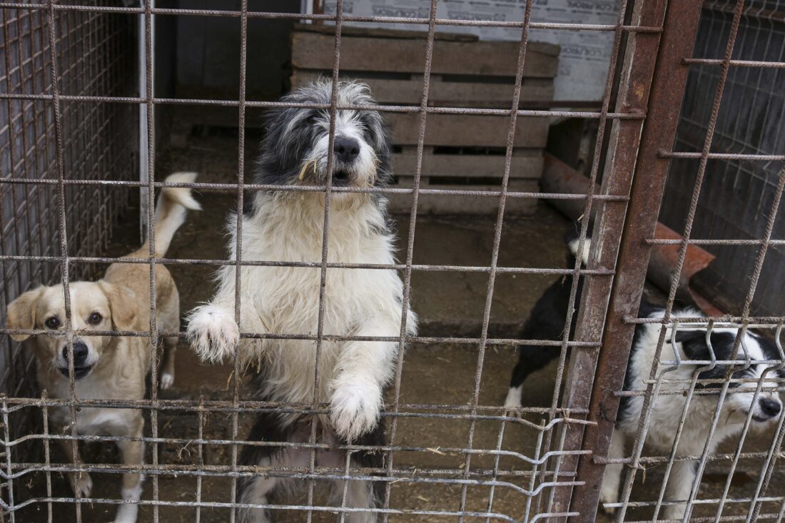 Factura cruzimii (II): Încă trei primării din Ilfov confirmă că au încheiat contracte cu „abatorul” din Vrancea.