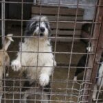 Factura cruzimii (II): Încă trei primării din Ilfov confirmă că au încheiat contracte cu „abatorul” din Vrancea.