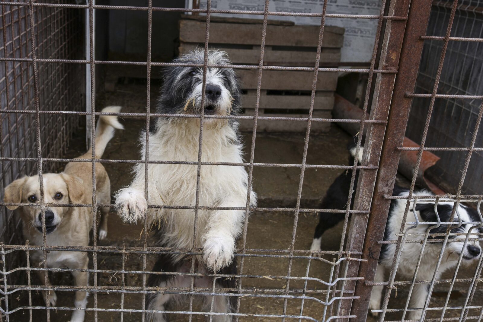 Factura cruzimii (II): Încă trei primării din Ilfov confirmă că au încheiat contracte cu „abatorul” din Vrancea.