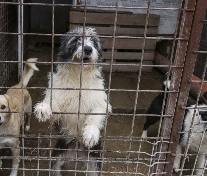 Factura cruzimii (II): Încă trei primării din Ilfov confirmă că au încheiat contracte cu „abatorul” din Vrancea.