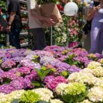 Înscrieri comercianți West Side Flower Fest