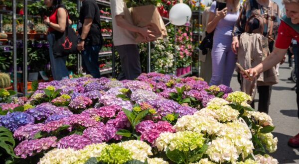 Înscrieri comercianți West Side Flower Fest