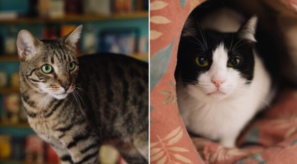 Miau Cafe se redeschide