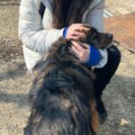 Ilfov | Sterilizare gratuită pentru câinii cu stăpân, în Ciorogârla.Foto: Facebook/Protecția animalelor CJ Ilfov