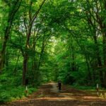 Fonduri europene pentru împădurirea a zeci de mii de hectare, pierdute. În Ilfov nu s-a plantat niciun copac | Digi24