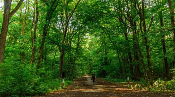 Fonduri europene pentru împădurirea a zeci de mii de hectare, pierdute. În Ilfov nu s-a plantat niciun copac | Digi24